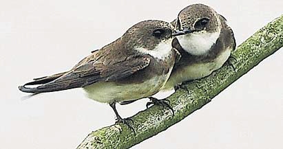 Oeverzwaluw
